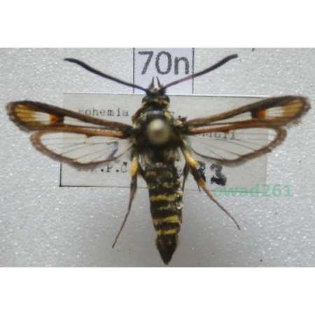 Bembecia albanensis (Rebel, 1918) Czech70n